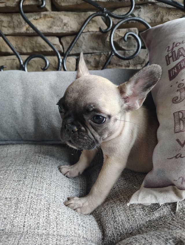 Farmingdale Frenchies LAST Male/Female -  "SUPER" SMALL media 22
