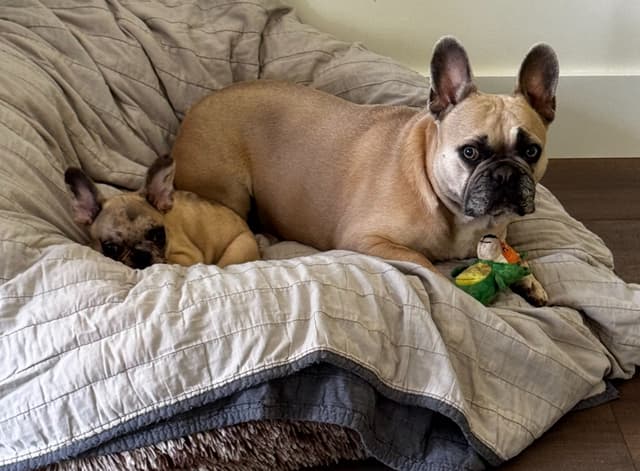 Farmingdale Frenchies LAST Male/Female -  "SUPER" SMALL media 10