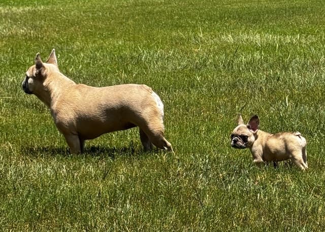 Farmingdale Frenchies LAST Male/Female -  "SUPER" SMALL media 11