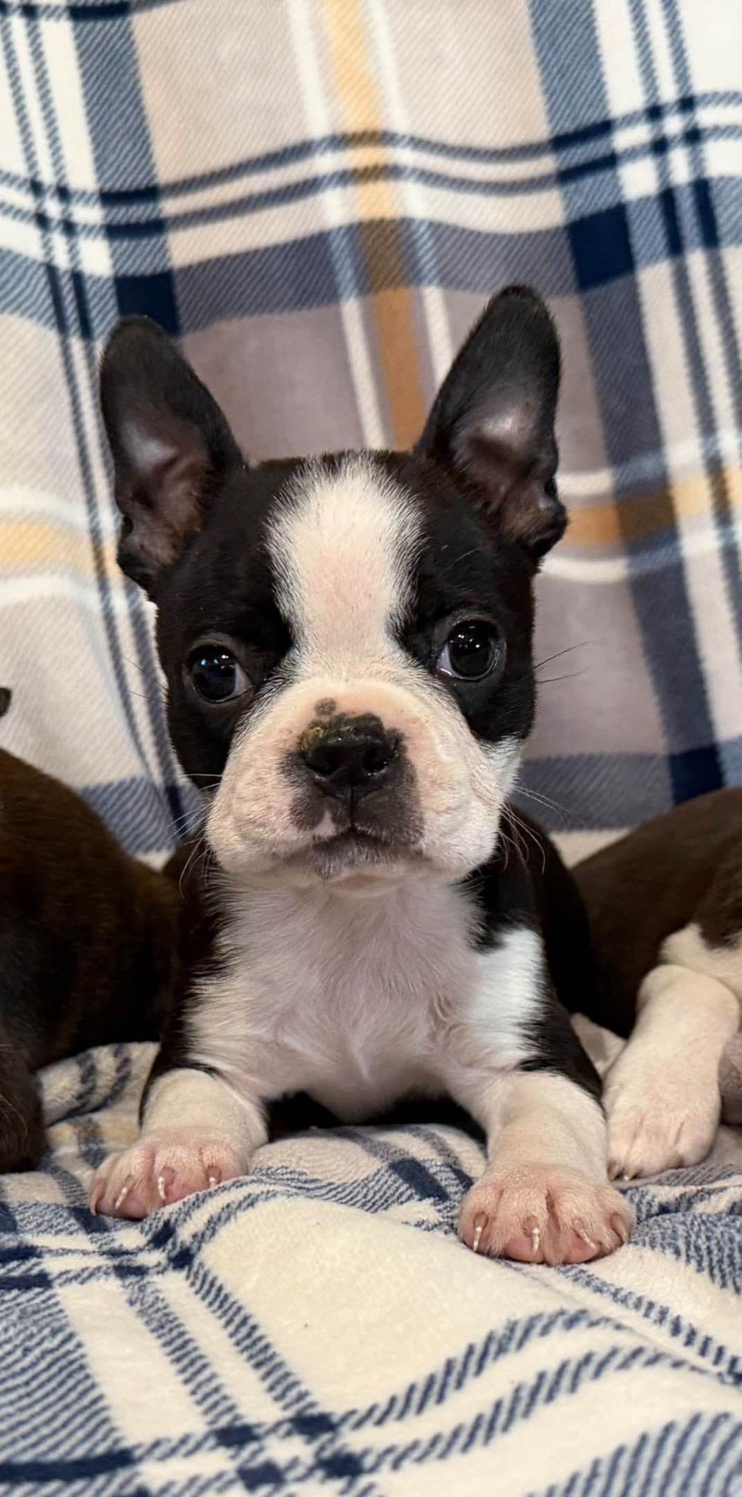 Boston Terrier Puppies breeder image 1