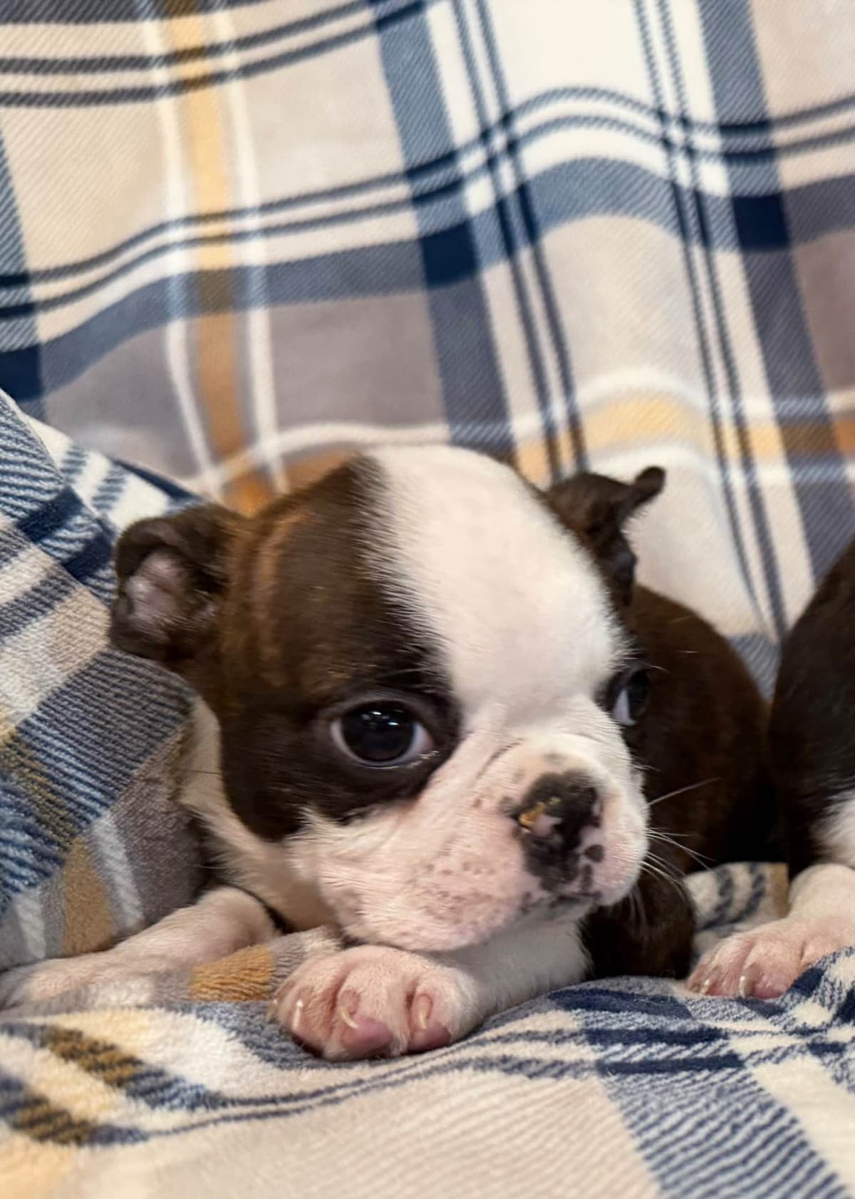 Boston Terrier Puppies breeder image 2