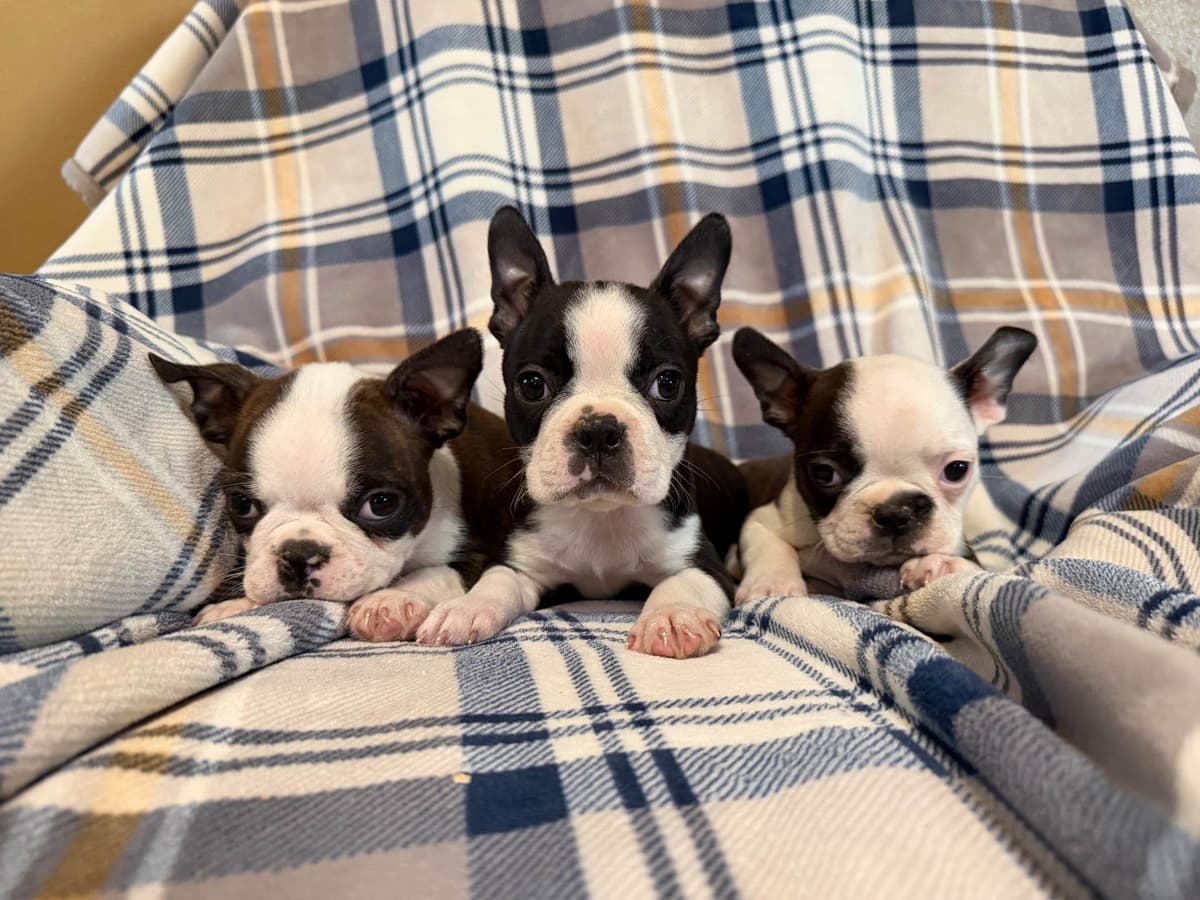 Boston Terrier Puppies breeder image 4
