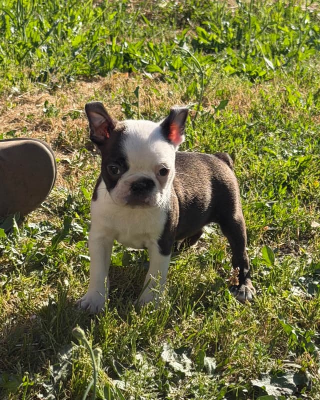 Boston Terrier Puppies media 2