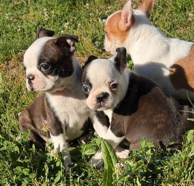 Boston Terrier Puppies media 3