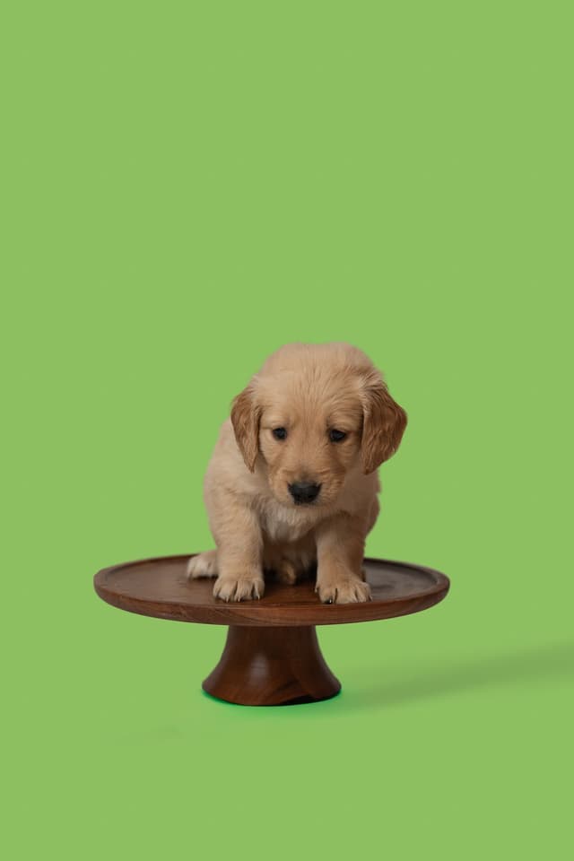 Golden Retriever Puppies media 3