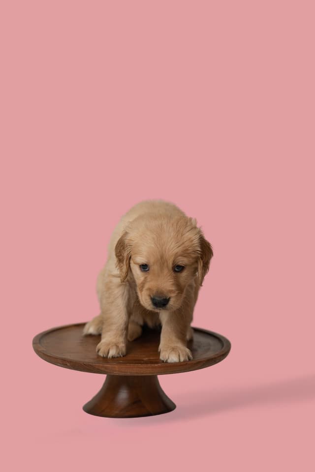 Golden Retriever Puppies media 4