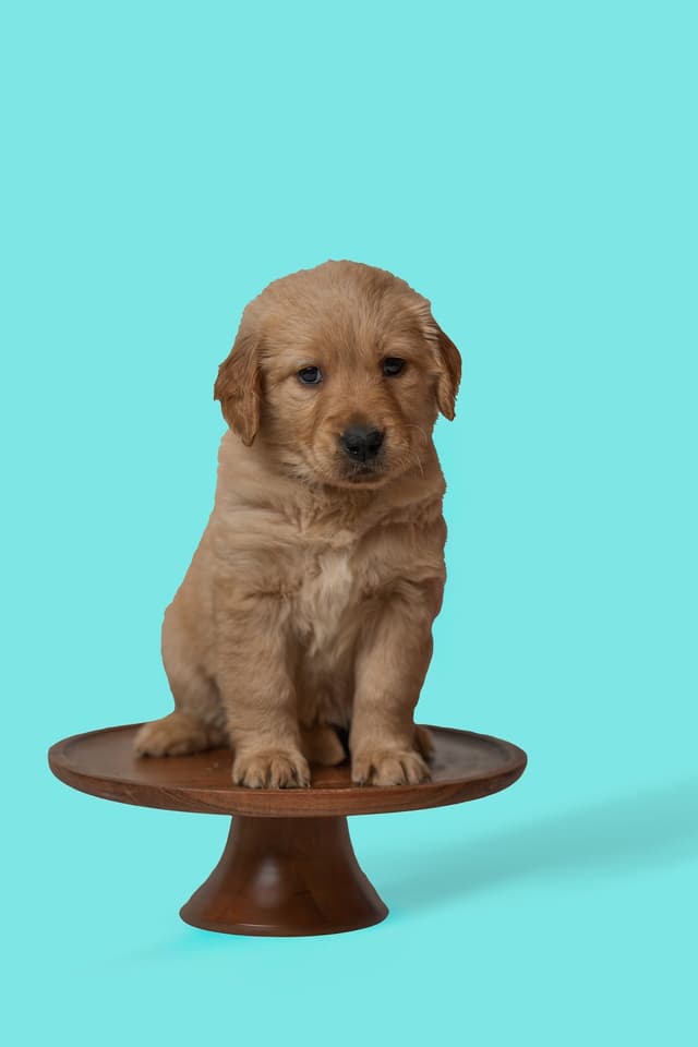 Golden Retriever Puppies media 5