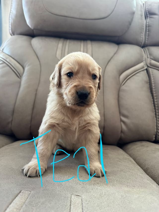 Golden Retriever Puppies media 6