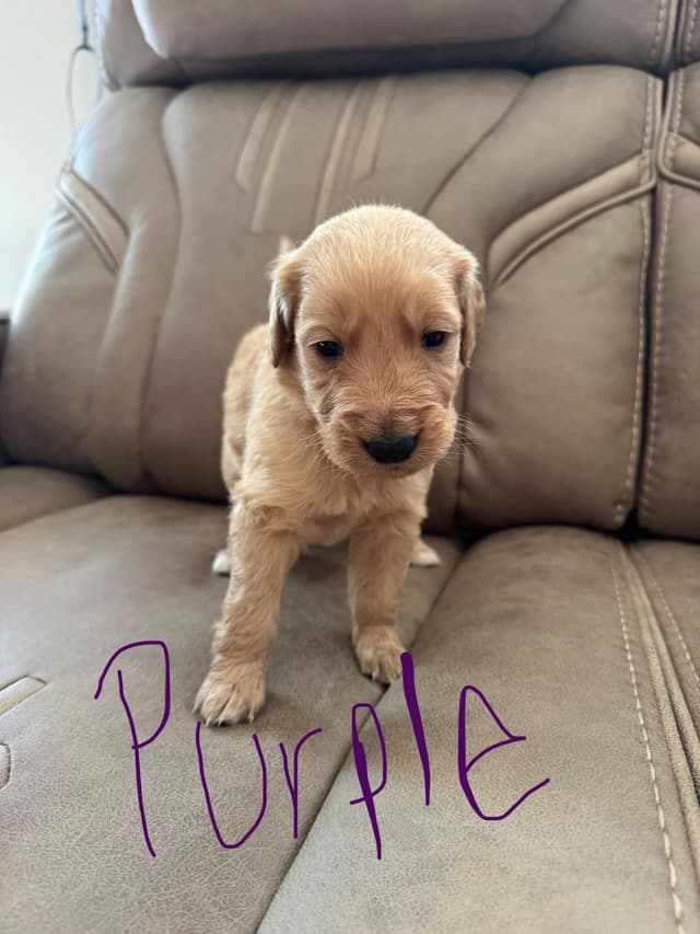 Golden Retriever Puppies media 7