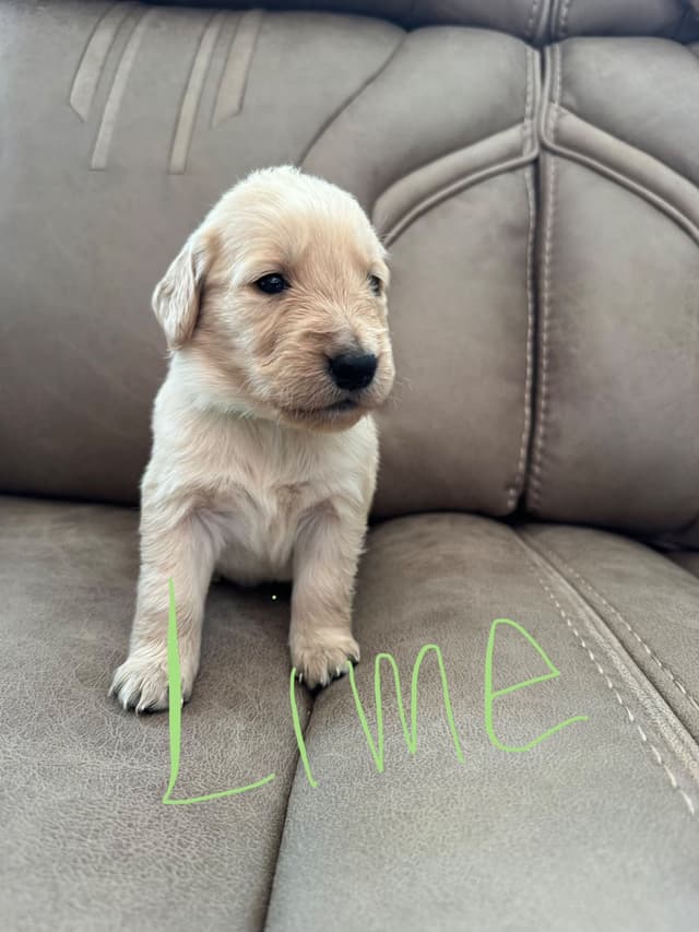 Golden Retriever Puppies media 8