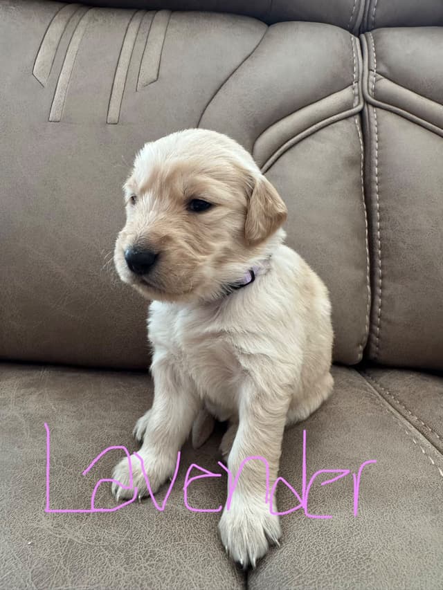 Golden Retriever Puppies media 9
