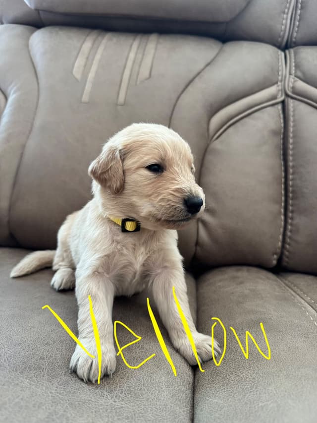 Golden Retriever Puppies media 10