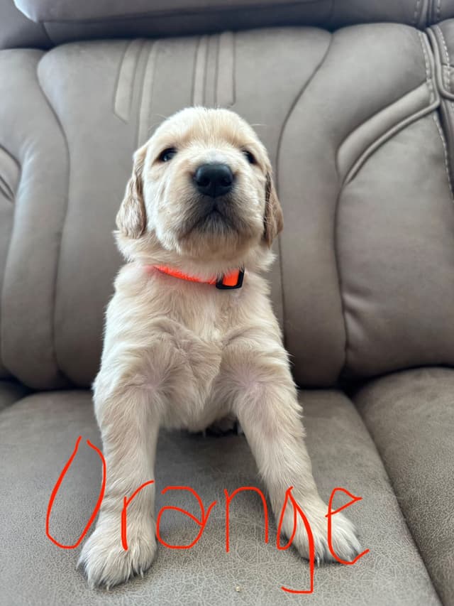 Golden Retriever Puppies media 11