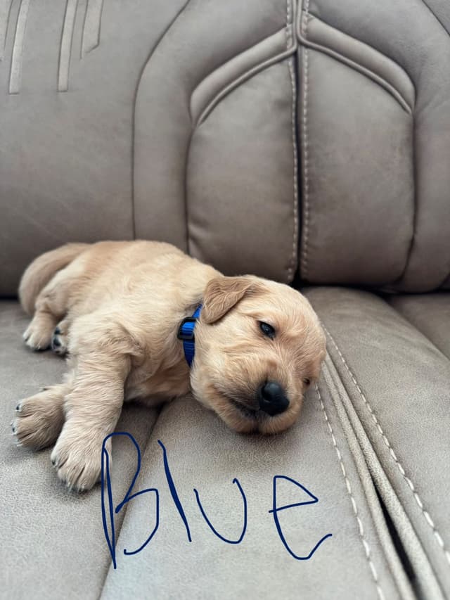 Golden Retriever Puppies media 12