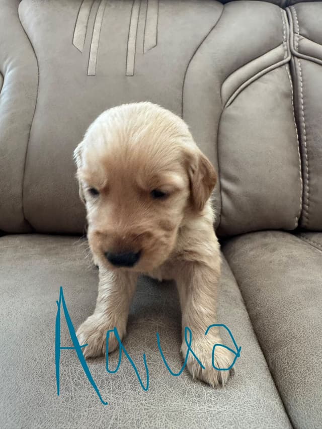 Golden Retriever Puppies media 14