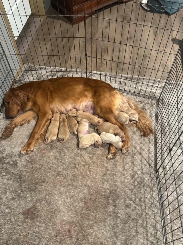 Golden Retriever Puppies media 15