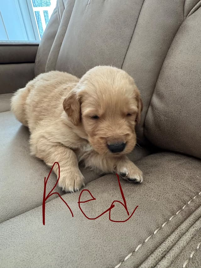 Golden Retriever Puppies media 16