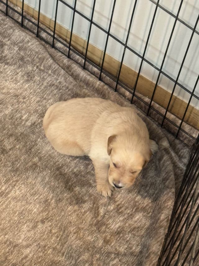 Golden Retriever Puppies media 17