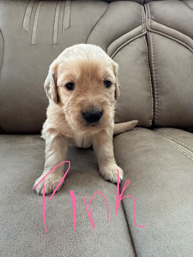 Golden Retriever Puppies media 18