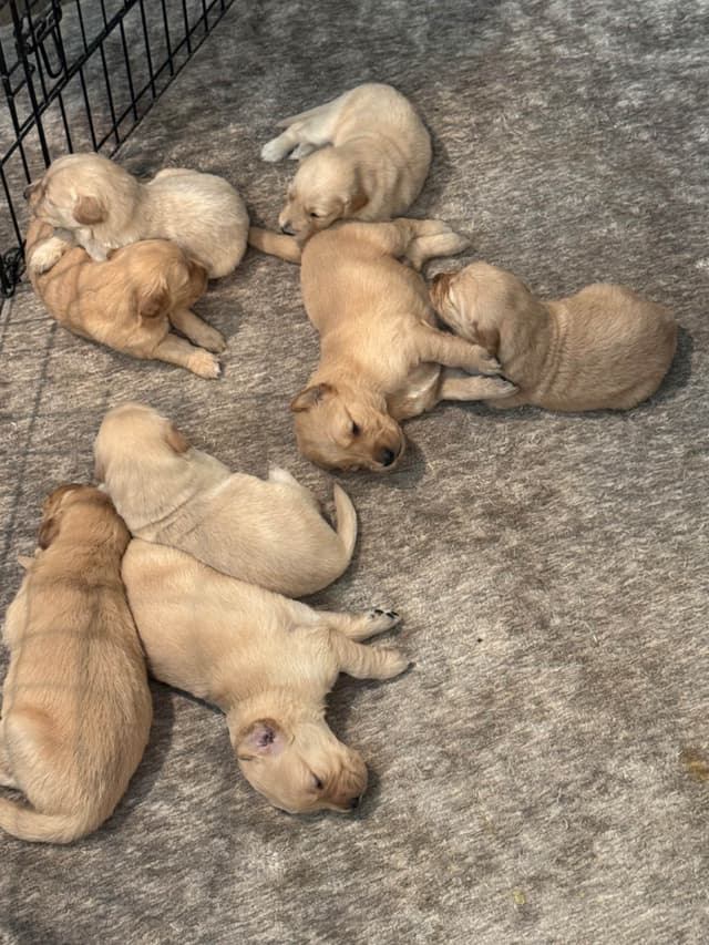 Golden Retriever Puppies media 19