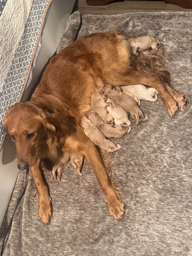 Golden Retriever Puppies media 20