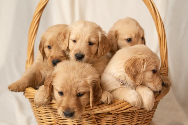 Golden Retriever Puppies media 21