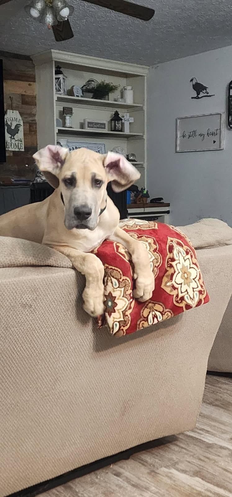 Great Dane Puppies (3 male / 4 female left) breeder image 4