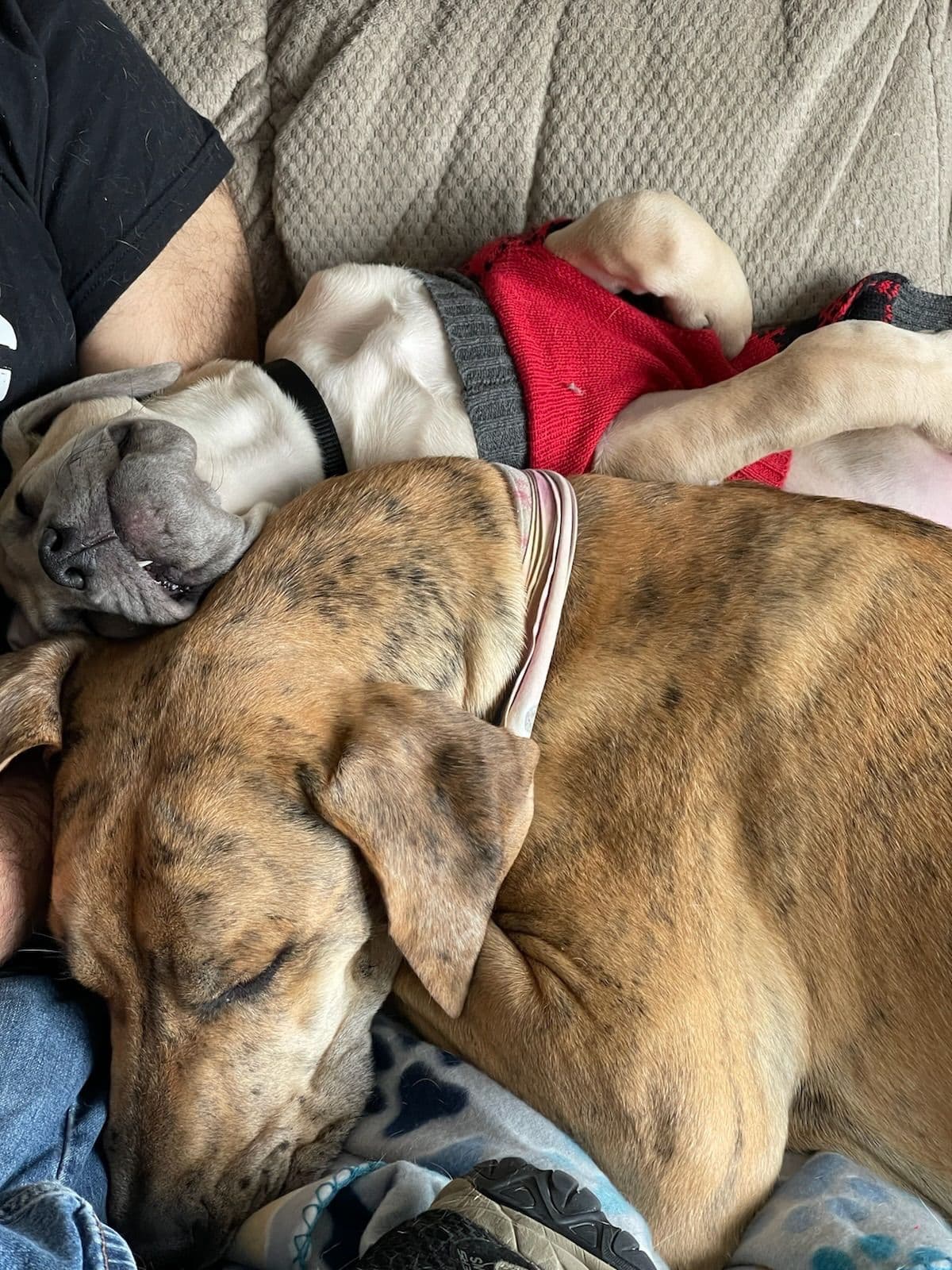 Great Dane Puppies (3 male / 4 female left) breeder image 3