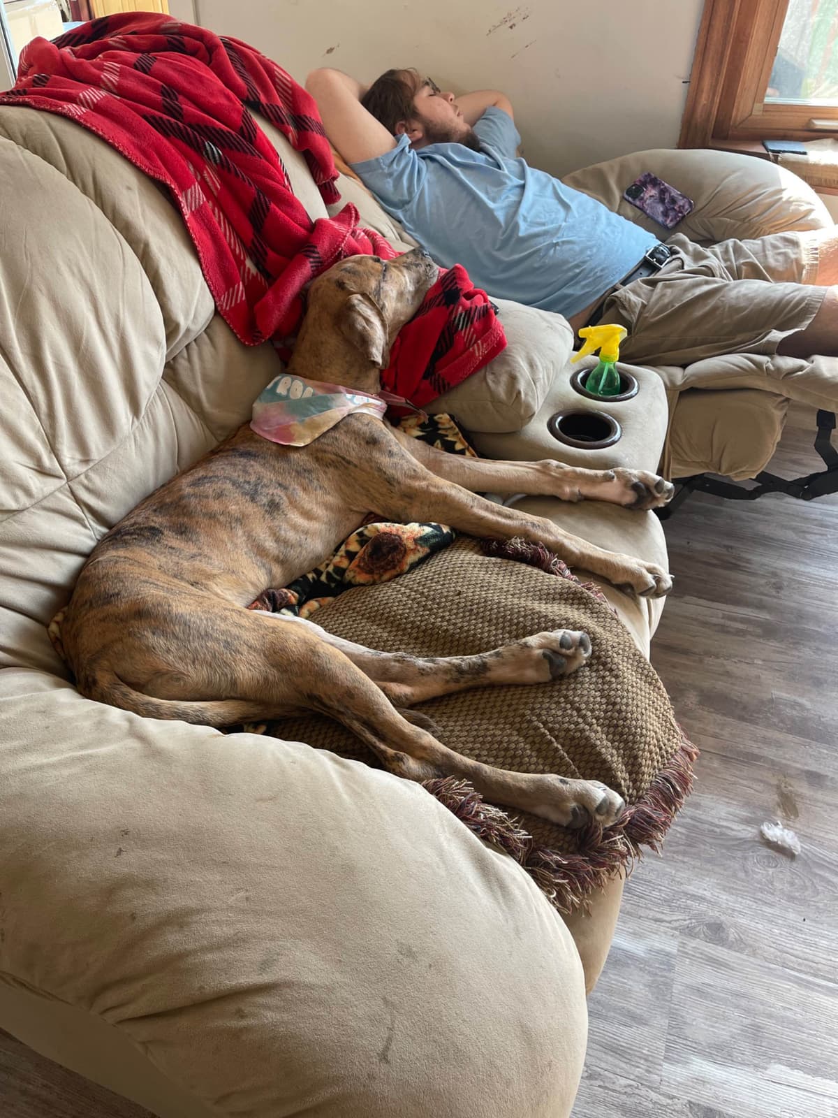 Great Dane Puppies (3 male / 4 female left) breeder image 2