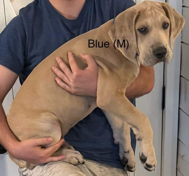 Great Dane Puppies (3 male / 4 female left) media 5