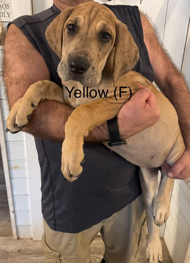 Great Dane Puppies (3 male / 4 female left) media 6