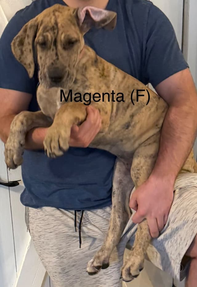 Great Dane Puppies (3 male / 4 female left) media 7