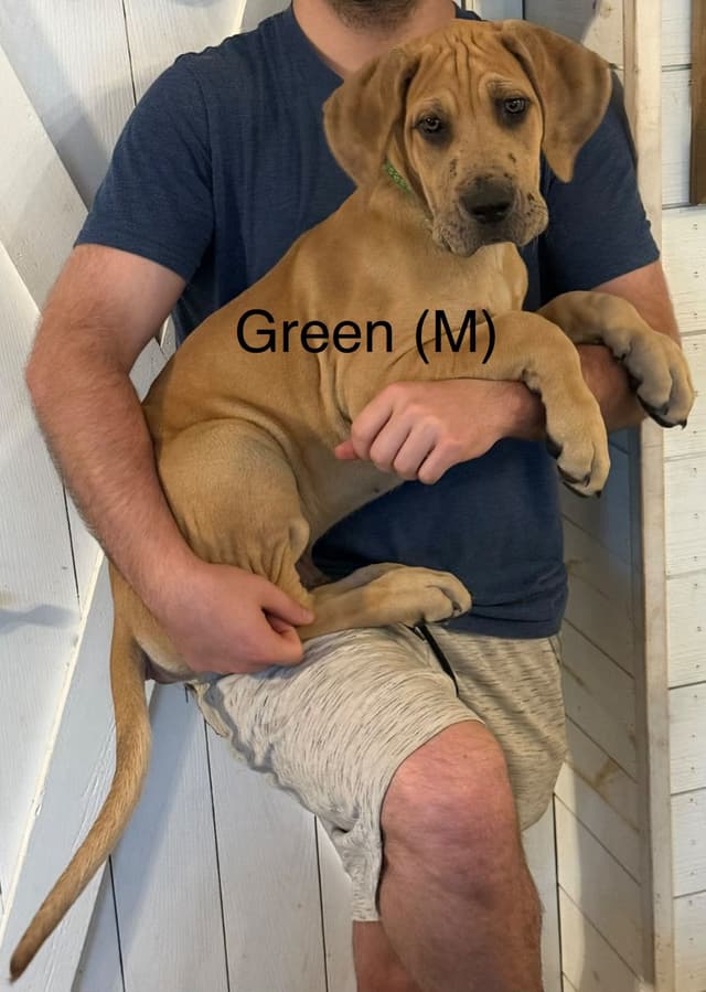 Great Dane Puppies (3 male / 4 female left) media 11