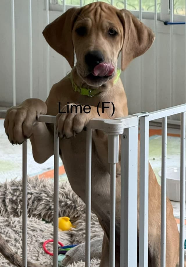 Great Dane Puppies (3 male / 4 female left) media 10