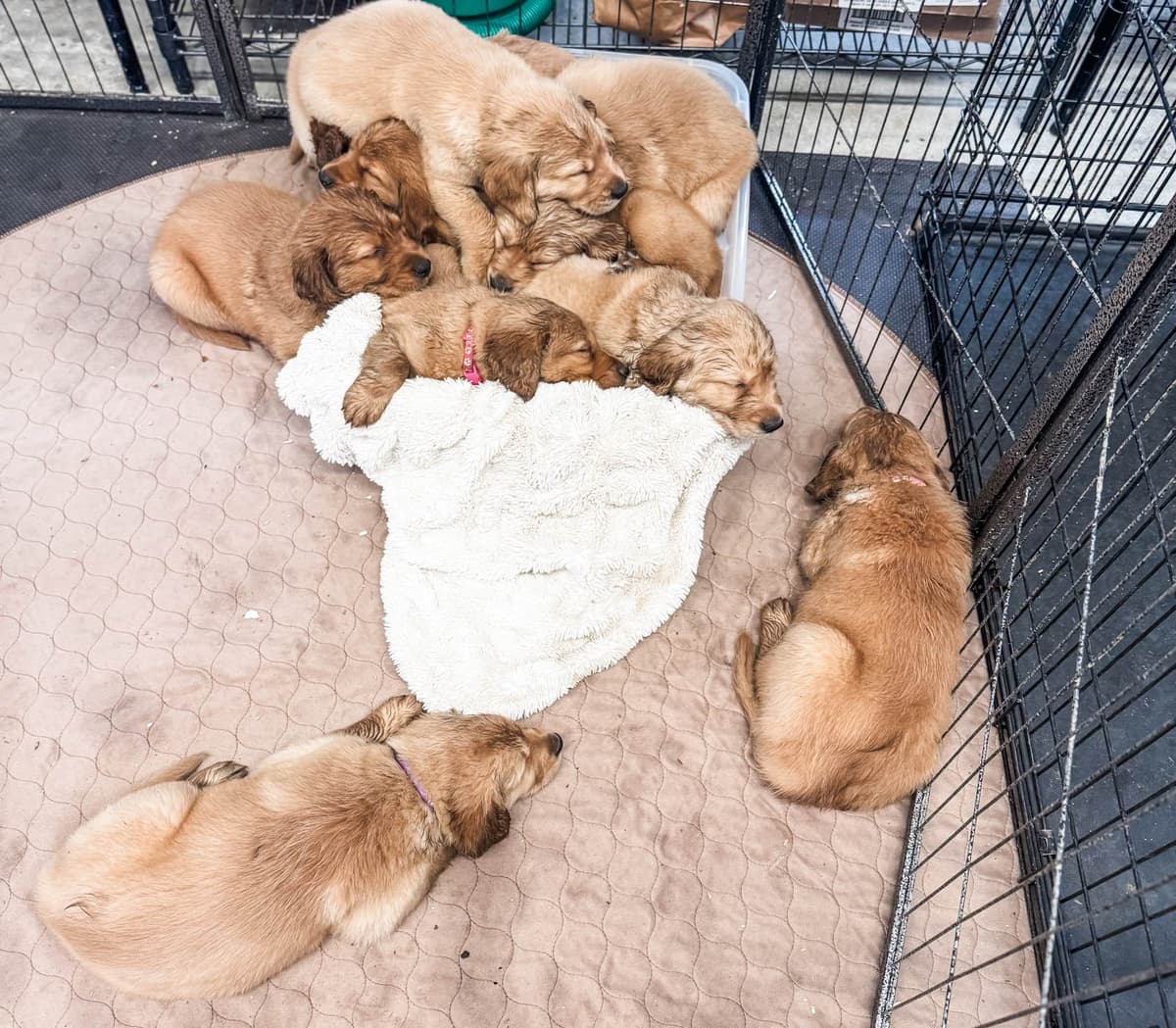 Legacy Golden Retriever Puppies~! breeder image 7
