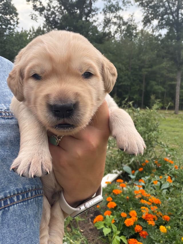 Legacy Golden Retriever Puppies~! media 5