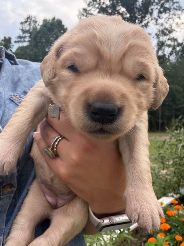 Legacy Golden Retriever Puppies~! media 2