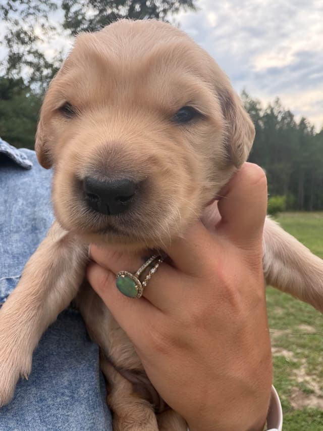 Legacy Golden Retriever Puppies~! media 6