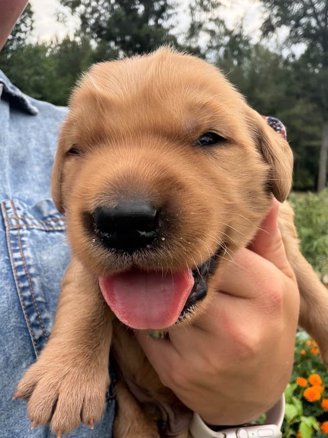 Legacy Golden Retriever Puppies~! media 4