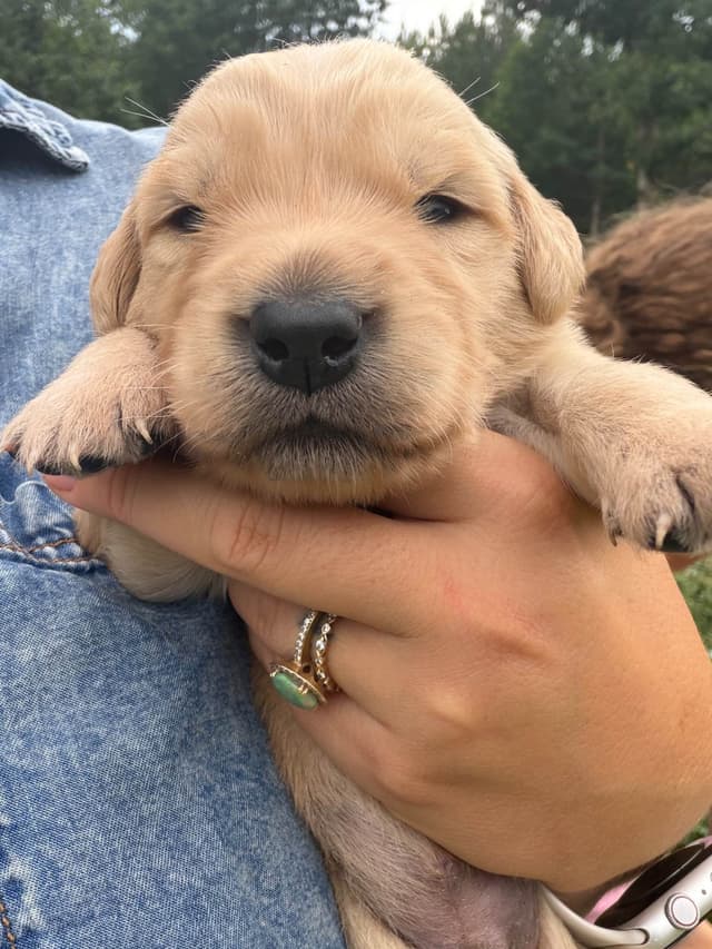 Legacy Golden Retriever Puppies~! media 7