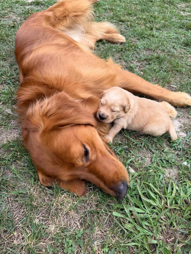 Legacy Golden Retriever Puppies~! media 8