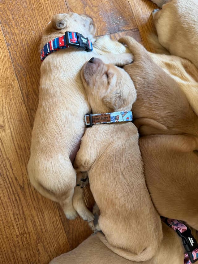 Legacy Golden Retriever Puppies~! media 10