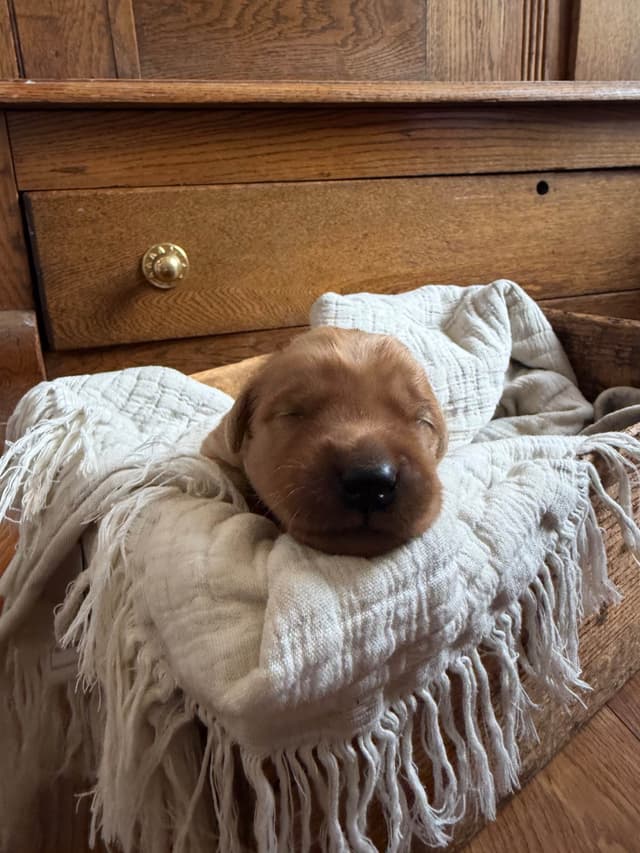 Legacy Golden Retriever Puppies~! media 12
