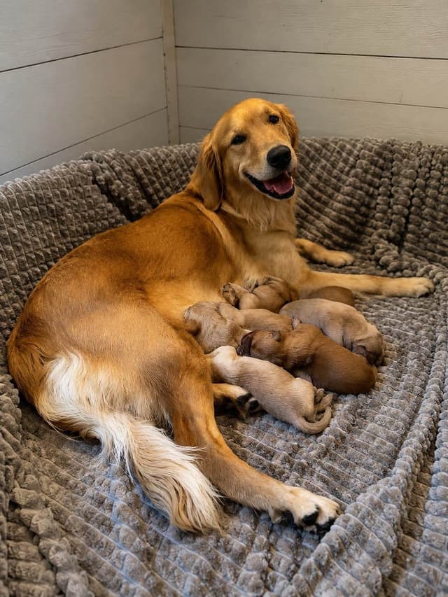 Legacy Golden Retriever Puppies~! media 15