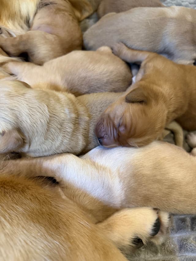 Legacy Golden Retriever Puppies~! media 16