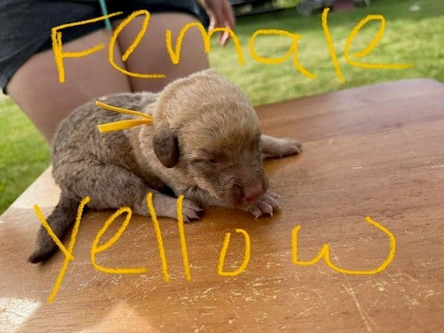 Chesapeake Bay Retriever Puppies breeder image 2
