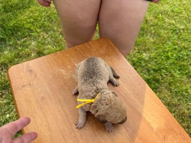 Chesapeake Bay Retriever Puppies breeder image 3