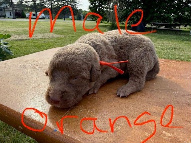 Chesapeake Bay Retriever Puppies breeder image 4