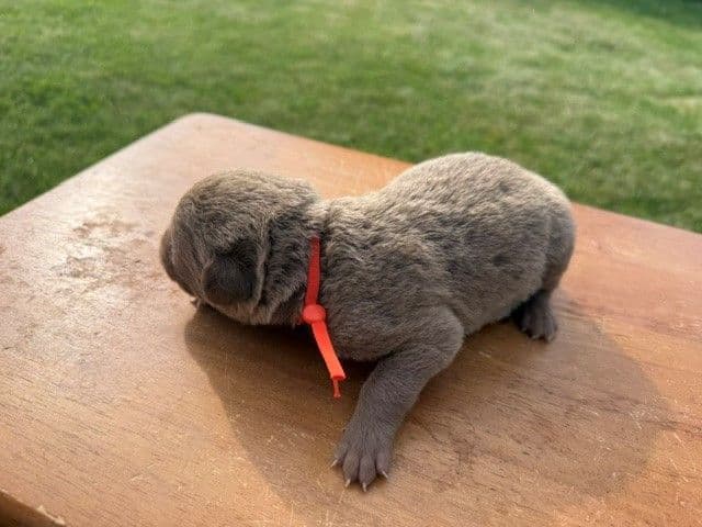 Chesapeake Bay Retriever Puppies breeder image 5