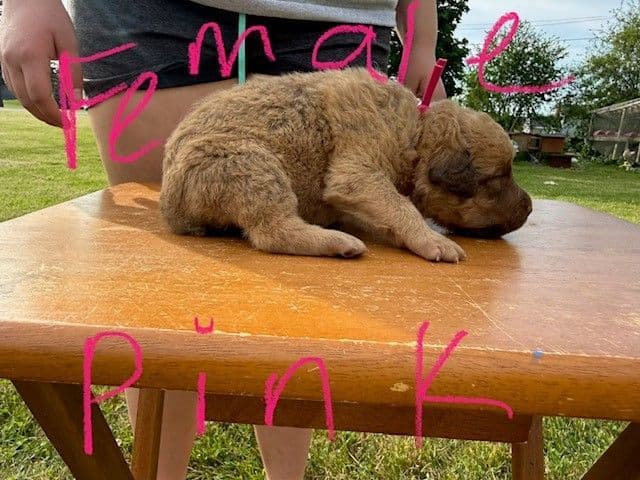 Chesapeake Bay Retriever Puppies breeder image 6